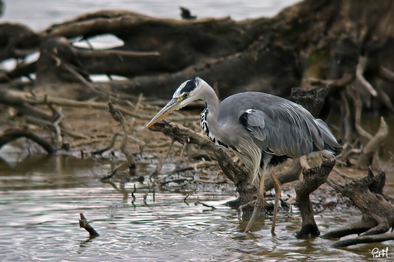 Grey Heron, identification, Behaviour