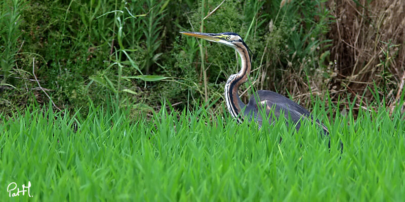 Héron pourpréadulte, identification