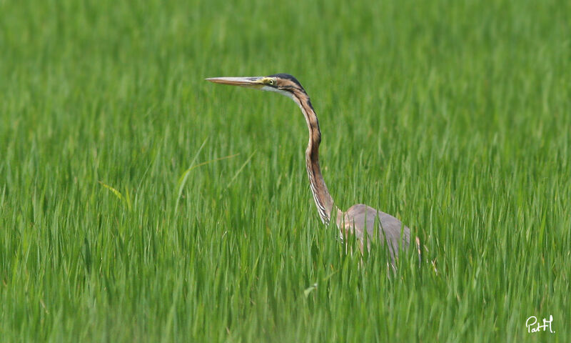 Purple Heron