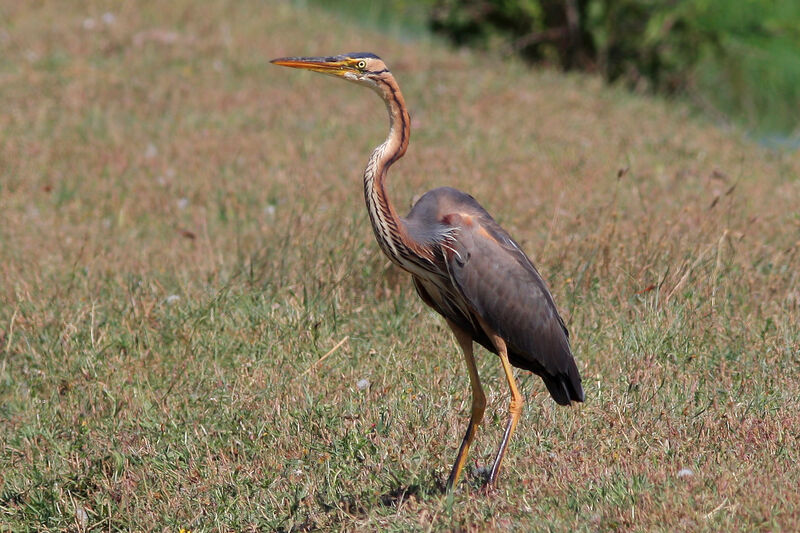 Purple Heron, identification