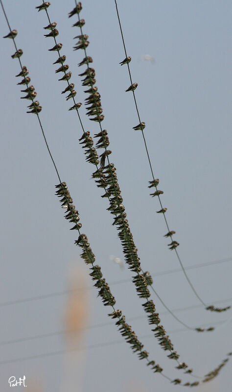 Sand Martin, Behaviour