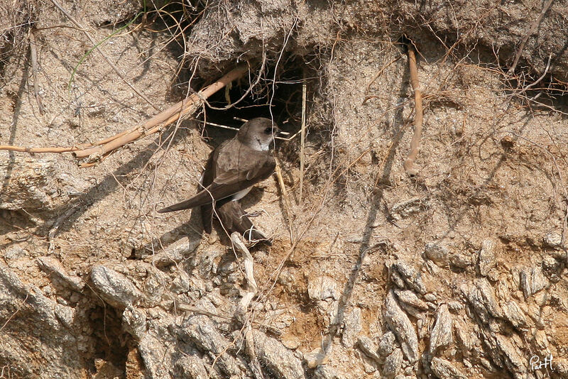 Sand Martin, identification