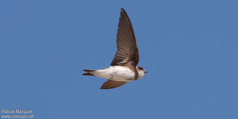 Sand Martin, Flight