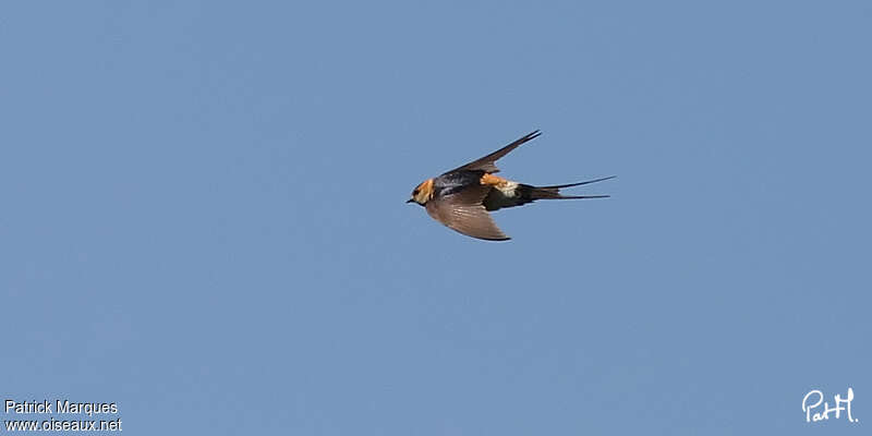 European Red-rumped Swallowadult, Flight