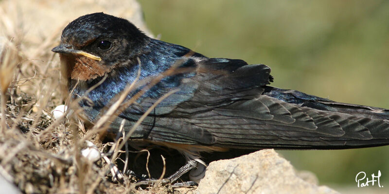 Barn Swallow, identification, Behaviour