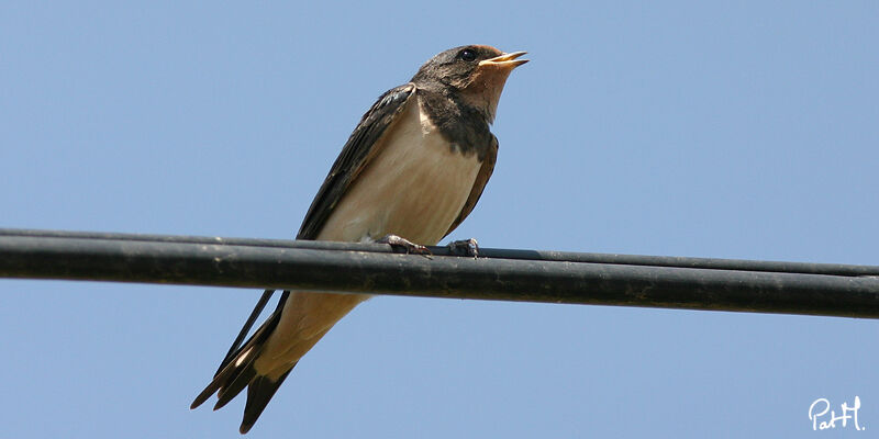 Barn Swallowadult, Behaviour