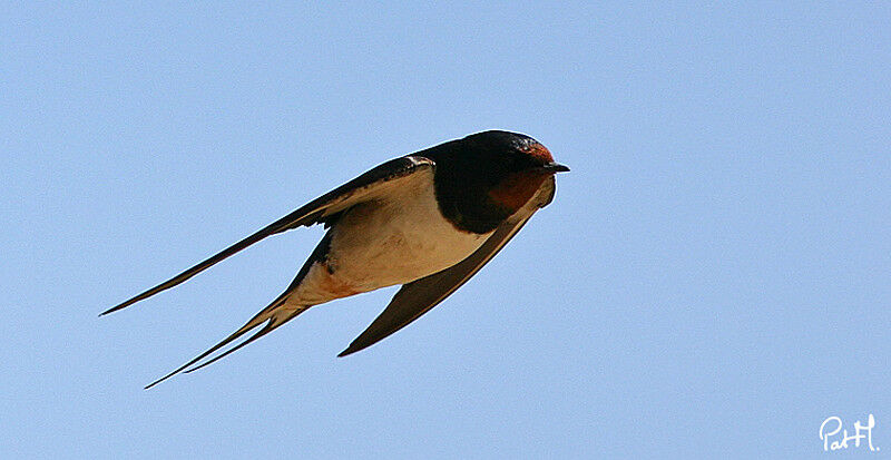 Barn Swallowadult, Flight