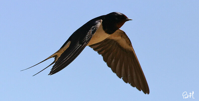 Barn Swallowadult, Flight