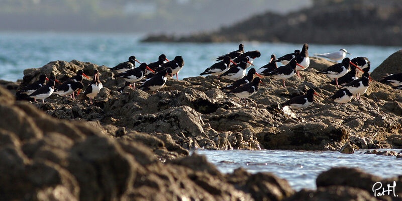 Eurasian Oystercatcheradult, identification, Behaviour