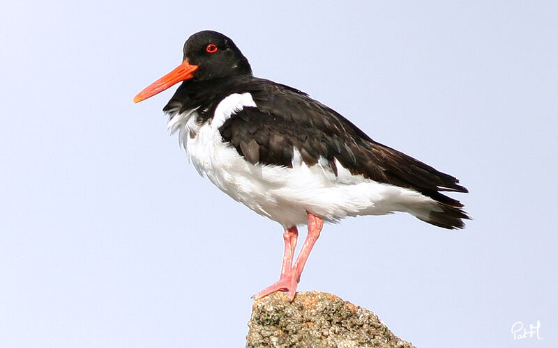 Eurasian Oystercatcheradult post breeding, identification