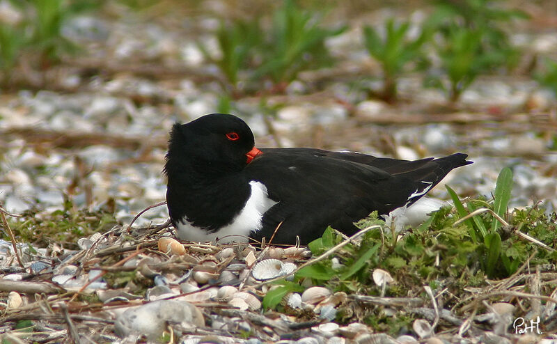 Eurasian Oystercatcheradult breeding, identification, Reproduction-nesting, Behaviour