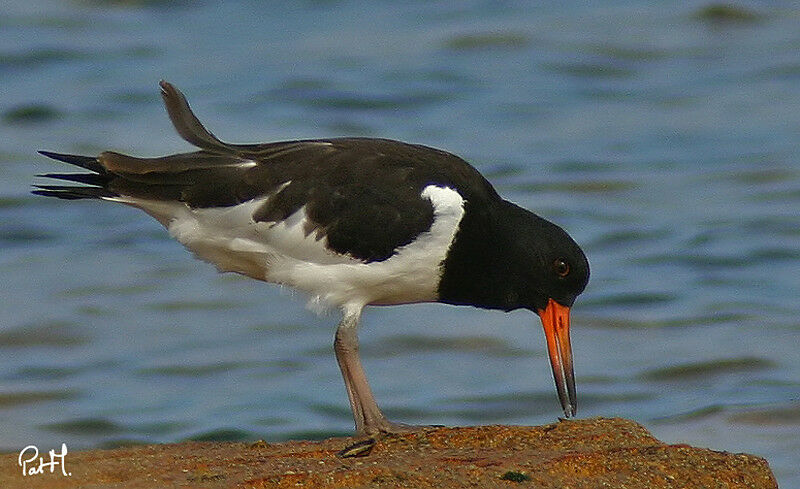 Eurasian Oystercatcheradult post breeding, identification, feeding habits, Behaviour