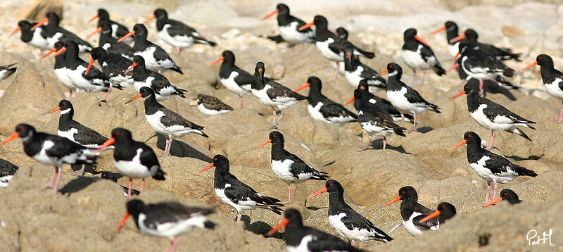 Eurasian Oystercatcher, identification, Behaviour