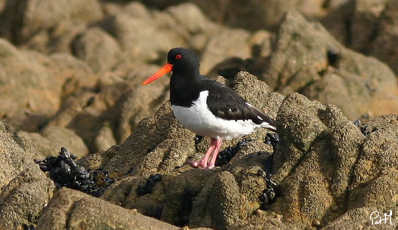 Eurasian Oystercatcher, identification