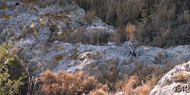 Huppe fasciéeadulte, identification, Comportement