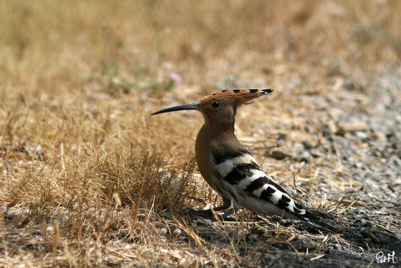 Huppe fasciée, identification