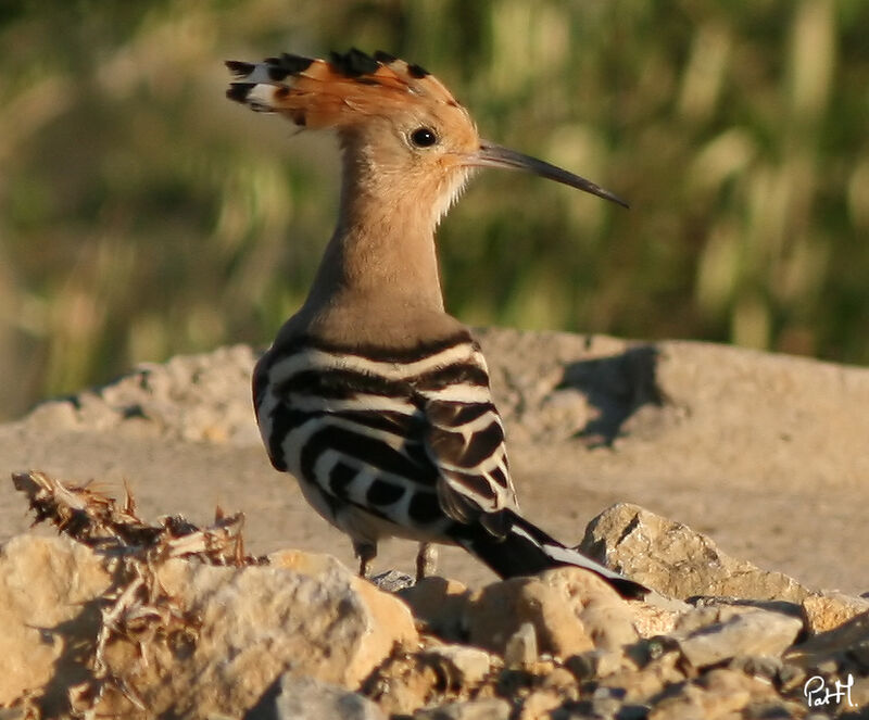 Huppe fasciée, identification