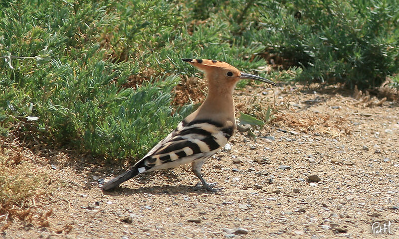 Eurasian Hoopoe