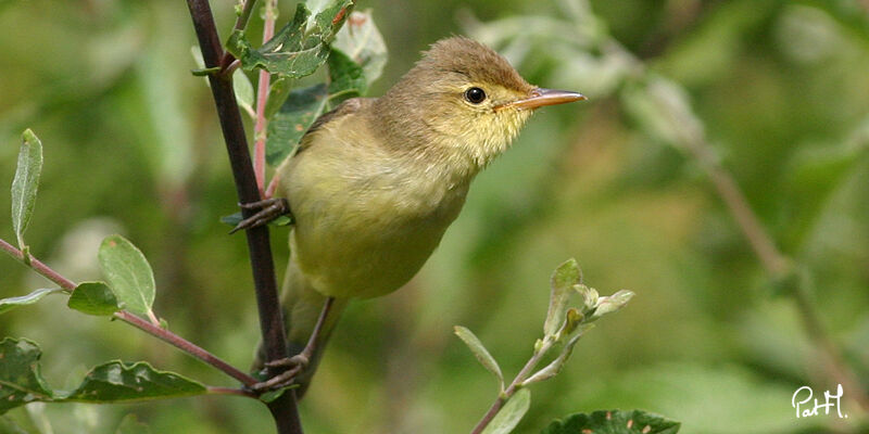 Melodious Warbler, identification