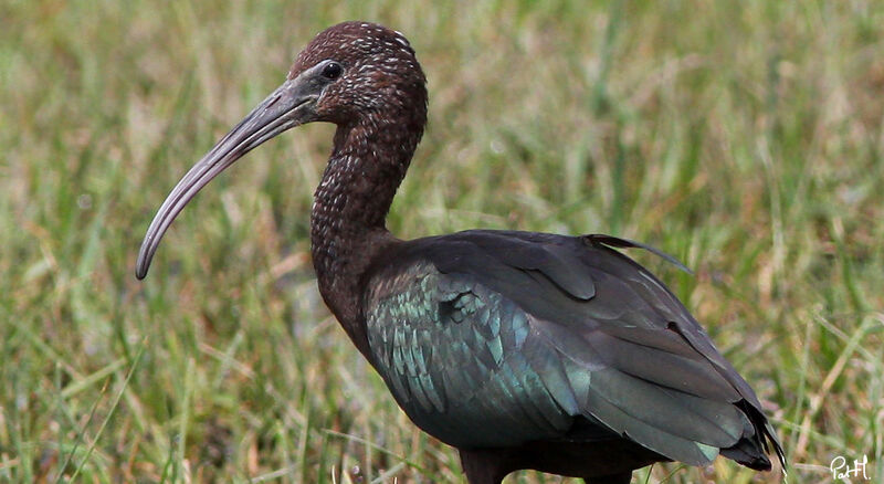 Glossy Ibis