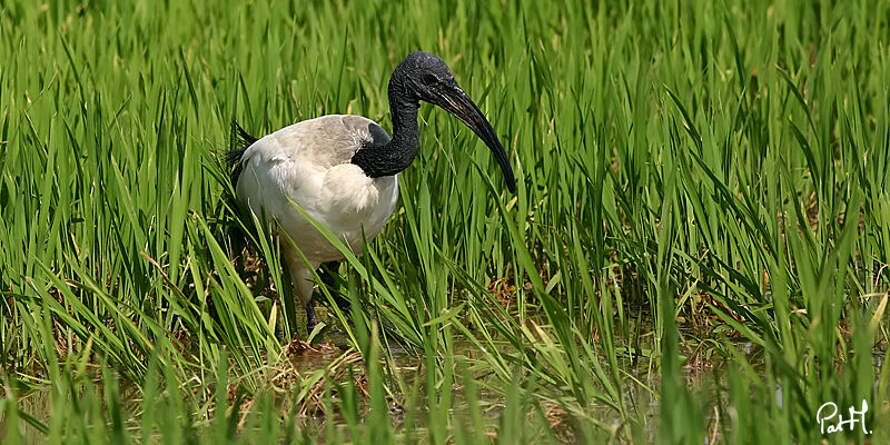 African Sacred Ibis, identification