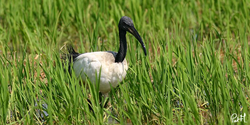 Ibis sacréadulte, régime, Comportement