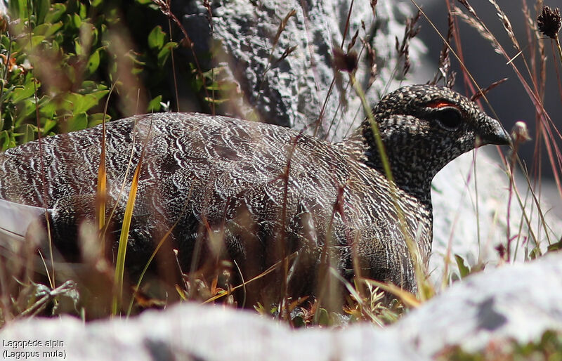 Rock Ptarmigan