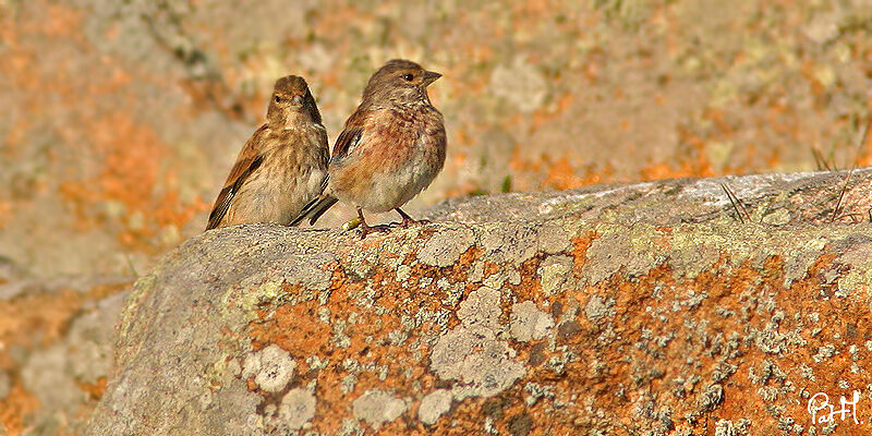 Common Linnet , identification