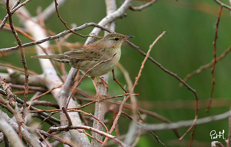 Common Grasshopper Warbler, identification