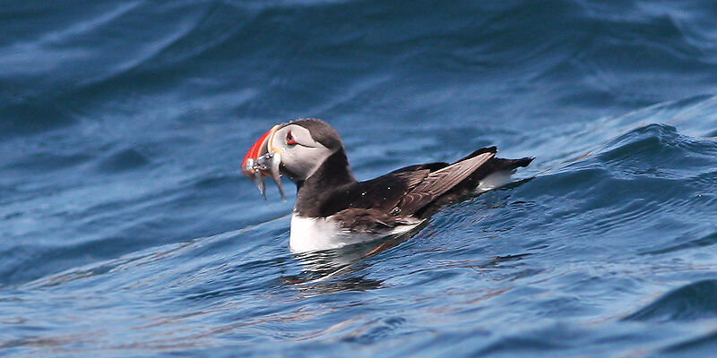 Atlantic Puffin, feeding habits, Behaviour