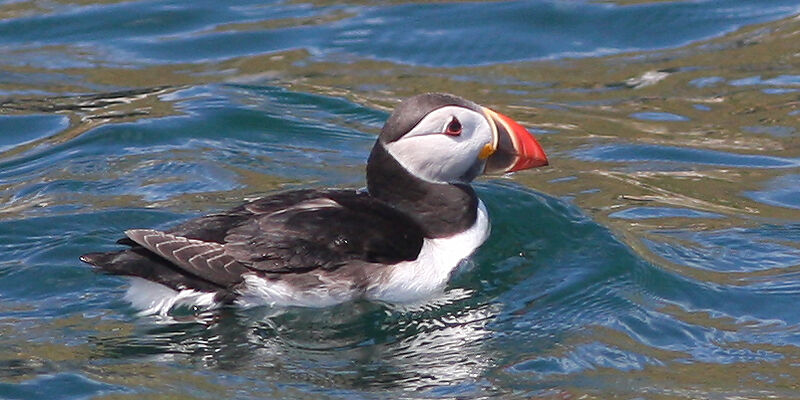 Atlantic Puffin