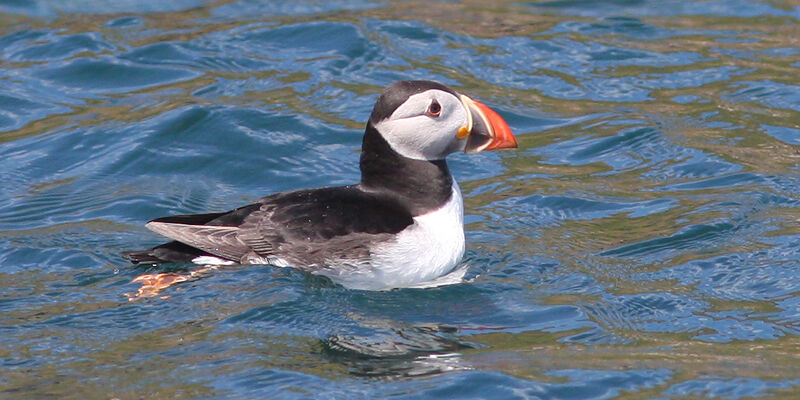 Atlantic Puffin