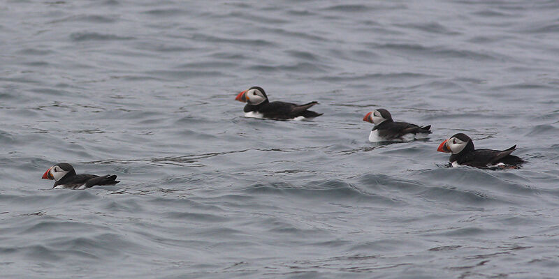 Atlantic Puffin