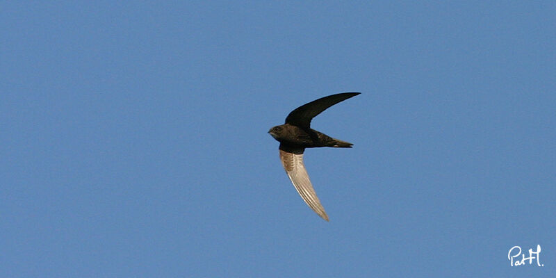 Common Swift, Flight