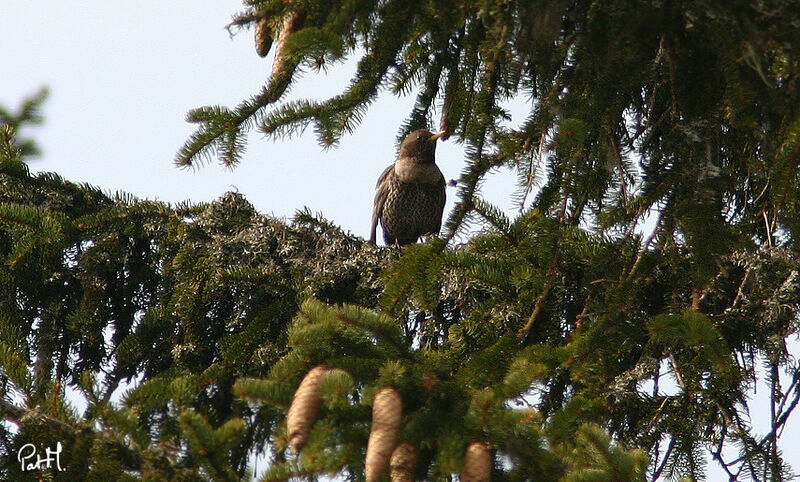 Merle à plastronadulte, identification