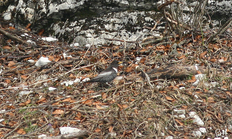 Merle à plastronadulte, identification