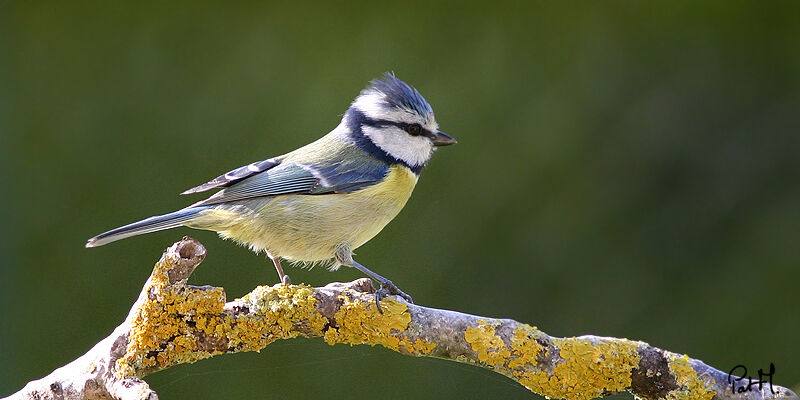 Eurasian Blue Tit