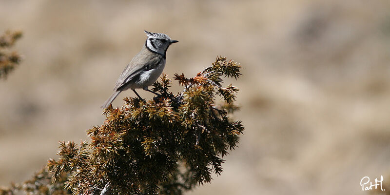 Mésange huppéeadulte, identification