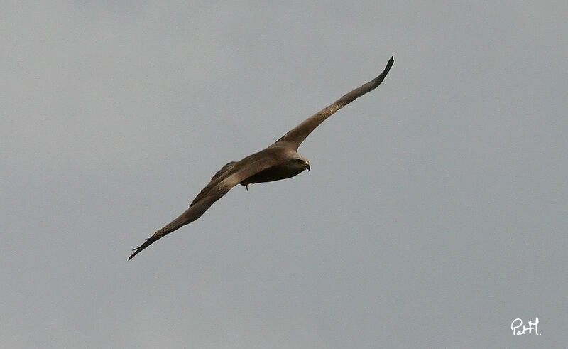 Black Kiteadult, Flight