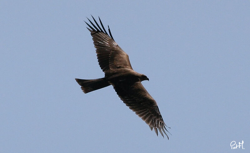 Black Kiteadult, identification