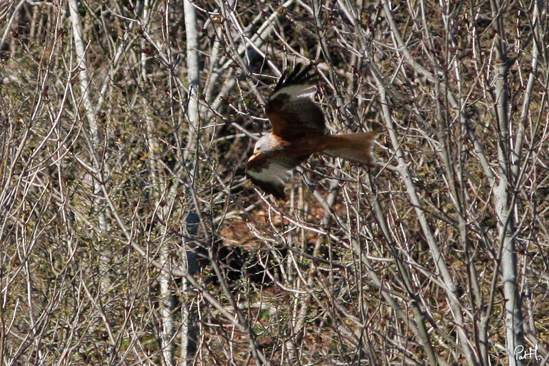 Red Kite