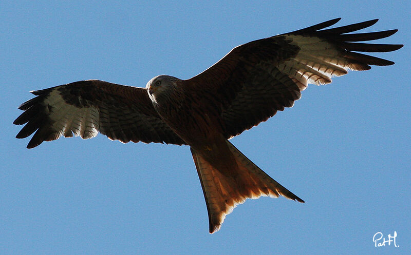 Red Kite, Flight