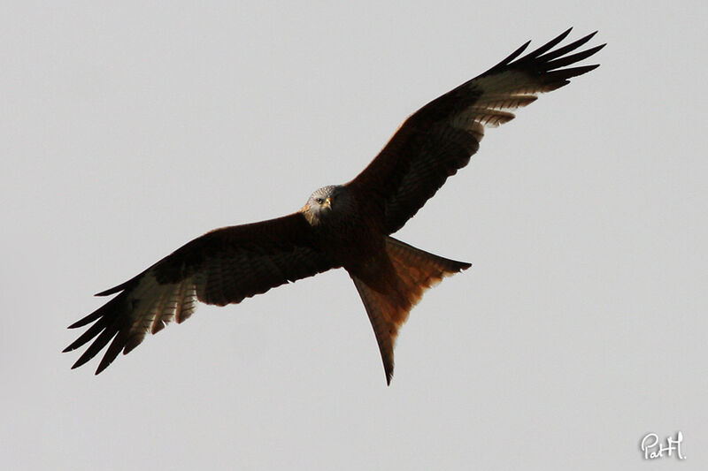 Red Kite, Flight