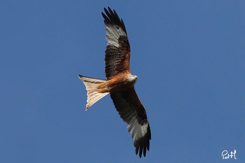 Red Kiteadult, Flight