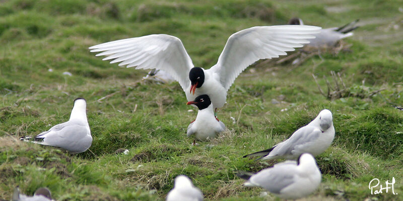 Mediterranean Gull, identification, Behaviour