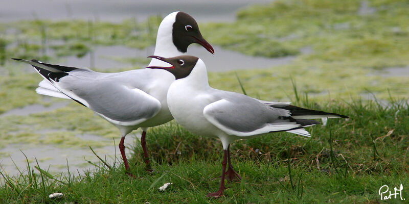 Mouette rieuse adulte nuptial, identification, Comportement