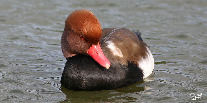 Nette rousse, identification