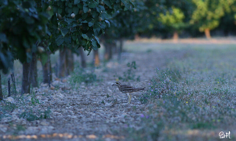 Eurasian Stone-curlew