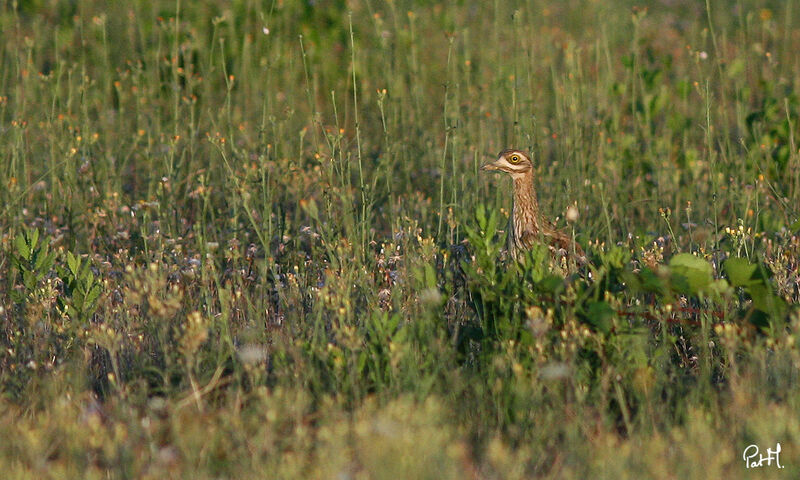 Eurasian Stone-curlew, Behaviour