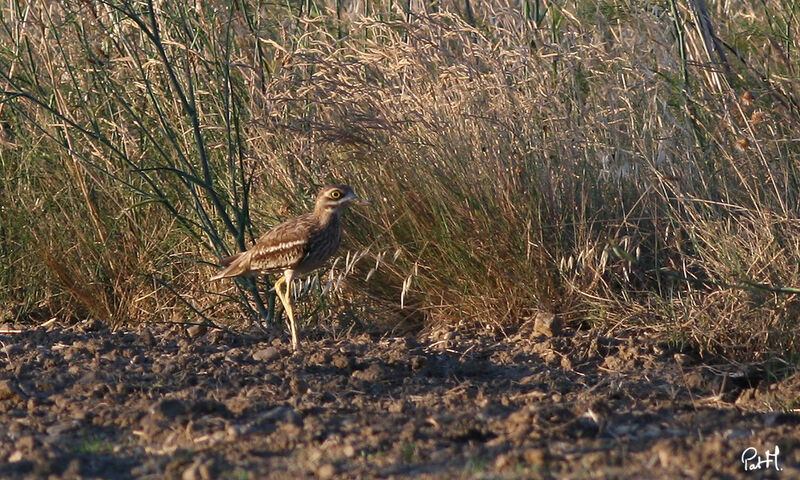 Eurasian Stone-curlew